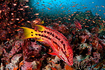 Reef scene with Mexican / Streamer Hogfish (Bodianus diplotaenia) in adult male phase and schooling Cardinalfish (Apogon pacifici). Gordon Rocks, Galapagos Archipelago, Ecuador.