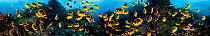 Schooling Raccoon Butterflyfish (Chaetodon lunula) on reef. Lanai, Hawaii. Four images were digitally combined for this panorama photograph.