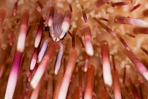 Miner's Urchin Shrimp (Gnathophylloides mineri) between the spines of a Collector Urchin (Pseudoboletia indiana). Hawaii.