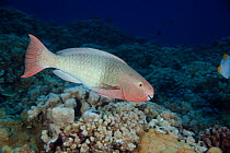 Redlip Parrotfish (Scarus rubroviolaceus) in its initial phase (before becoming a late-stage male). Hawaii.
