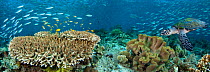 Table coral, schooling fusiliers and a Hawksbill Turtle (Eretmochelys imbricata) in Indonesian reef scene. Komodo, Indonesia. Three images were digitally combined to create this panorama.