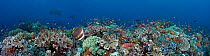 Hard and soft coral, schooling anthias and manta rays all come together in this Indonesian reef scene. Several images were digitally combined for this panorama.