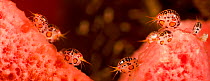 Gammarid Amphipods (Cyproidea sp.) on pink coral. These arthropods are not much bigger than the head of a pin. Komodo, Indonesia. Two images were digitally composited together to create this panorama.