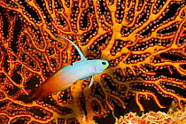 Fire Dartfish / Fire Goby (Nemateleotris magnifica) against colourful coral. Fiji's outer reef.