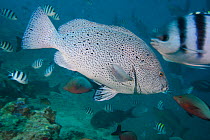 Purple Rock Cod / Blue Maori / Blue Mori Cod / Speckled Blue Grouper / Speckled Grouper / Yellowfin Grouper (Epinephelus cyanopodus) among other reef fish. Bequ Laggoon, Fiji.