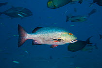 Adult Two-spot Red Snapper (Lutjanus bohar) among other reef fish. Bequ Lagoon, Fiji.