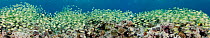 Large school of Convict Surgeonfish / Tang (Acanthurus triostegus) on reef. Five images were digitally stitched to make this panorama. Yap, Micronesia.