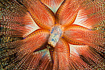 Blue-spotted Sea Urchin (Astropyga radiata) expelling waste from the sac in the center of it's body. Maui, Hawaii.