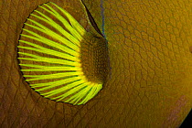 Close-up of the pectoral fin of a Black Durgon / Pinktail Triggerfish (Melichthys vidua).  Hawaii.