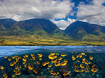 Schooling Raccoon Butterflyfish (Chaetodon lunula) beneath the coastline of West Maui. Five images were combined digitally to create this split scene. Hawaii.