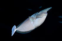 Kala lolo / Paletail / Spotted Unicornfish (Naso brevirostris). Maui, Hawaii.