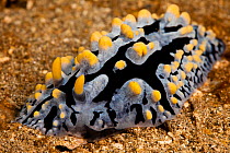 Scrambled Egg Nudibranch (Phyllidia varicosa), the most common phyllidiid in Hawaii. Like others in this family it releases a powerful toxin if disturbed. Maui.