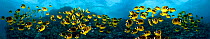 Five images of schooling Raccoon Butterflyfish (Chaetodon lunula) digitally combined for this panorama photograph. Lanai, Hawaii.