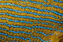 Sccales and color pattern on the side of Bluestripe Grunt (Haemulon sciurus). Bonaire, the Netherlands Antilles, Caribbean.