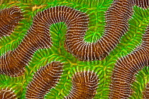 Detail of Brain Coral (Colpophyllia). Bonaire, Netherland Antilles, Caribbean.