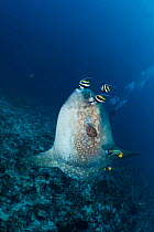 Ocean Sunfish (Mola mola) being cleaned by an angelfish, butterflyfish and longfin bannerfish. Crystal Bay, Nusa Penida, Bali Island, Indonesia, Pacific Ocean.