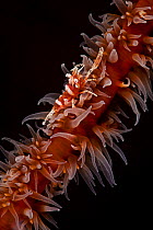 Commensal Shrimp (Dasycaris) on wire coral. Tulamben area of Bali, Indonesia.