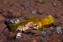 Yellow Shrimp / Banded Prawn Goby (Cryptocentrus cinctus) lives with this blind snapping shrimp (Alpheus sp.) who is excavating their den. As pictured here, the shrimp always keeps an antennae touchin...