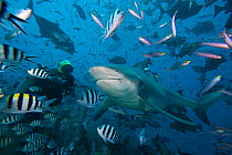 Diver feeding a Bull Shark (Carcharhinus leucas).  Bequ Lagoon, Fiji. Model released.