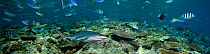 Blacktip Reef Sharks (Carcharhinus melanopterus) and various reef fish crowd the top of a Fijian reef in Beqa Lagoon. (Five images were digitally combined to create this panorama).