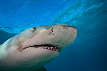 Lemon Shark (Negaprion brevirostris) head from a low angle. West End, Grand Bahamas, Atlantic Ocean.