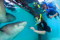 Woman and her son hand feed a Lemon Shark, (Negaprion brevirostris) through a hole in plexiglass. Sea Aquarium on the island of Curacao in the Caribbean.