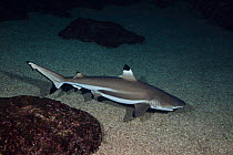 Blacktip Reef Shark (Carcharhinus melanopterus). Hawaii.