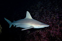 Although rarely seen, the Sandbar Shark (Carcharhinus plumbeus) is likely the most numerous of all shark species found in Hawaii.
