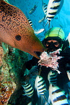 Diver feeding Giant Moray Eel (Gymnothorax javanicus). Bequ Lagoon, Fiji.