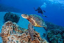 Green Sea Turtle (Chelonia mydas) above sea bed with diver in background. Model released.