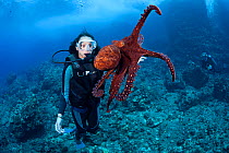 Common / Day Octopus (Octopus cyanea) and diver. Hawaii. Model released.