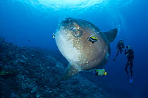 Ocean Sunfish (Mola mola) being cleaned by an angelfish and longfin bannerfish as divers look on. Crystal Bay, Nusa Penida, Bali Island, Indonesia, Pacific Ocean.