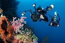 One diver shooting a digital SLR and another diver with a smaller camera line up on a crinoid and soft coral on an Indonesian reef. Model released.