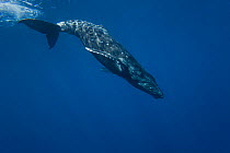 Humpback Whale (Megaptera novaeangliae) beginning a deep dive. Hawaii.