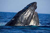 Two male Humpback Whales (Megaptera novaeangliae) competing for the privilege of accompanying a female. Hawaii.