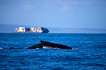Humpback Whale (Megaptera novaeangliae) surfaces with a container ship in the background. Maui, Hawaii.