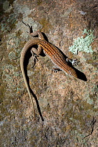 Chihuahuan spotted whiptail lizard (Aspidocelis exsanguis) basking on rock, Chiricahua mountains, Arizona, USA, June.