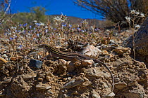 New Mexico whiptail lizard (Aspidocelis neomexicana) on rocky ground, Oliver Lee state park, New Mexico, USA, June