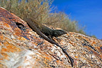 Western Whiptail Lizard (Aspidocelis tigris tigris) male basking on rock, Panamint mountains, California, USA, May, Controlled conditions.