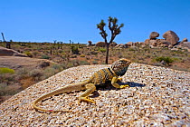 Great basin collared lizard (Crotaphytus bicinctores) male, taken in controlled conditions, Joshua's Tree National Monument, California, USA
