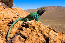 Collared Lizard (Crotaphytus collaris baileyi) male with a regenerated tail, controlled conditions, North Arizona, USA