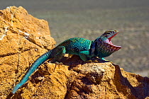 Collared Lizard (Crotaphytus collaris baileyi) male with a regenerated tail in defensive posture, controlled conditions, North Arizona, USA