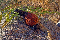 Northern Chuckwalla (Sauromalus obesus) male eating egg, controlled conditions, Joshua's Tree National Monument,  California, USA