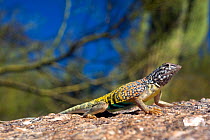 Southwestern greater earless Lizard (Cophosaurus texanus scitulus) controlled conditions, Catalina Mountains foothills, Arizona, USA
