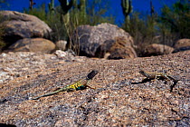 Southwestern greater earless Lizard (Cophosaurus texanus scitulus) male and female together, controlled conditions, Catalina Mountains foothills, Arizona, USA