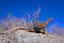 Southwestern greater earless Lizard (Cophosaurus texanus scitulus) female, controlled conditions, Catalina Mountains foothills, Arizona, USA