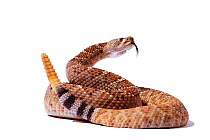 Western Diamondback rattlesnake (Crotalus atrox) coiled and with tail raised and rattling, found in South Western USA, captive