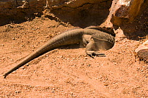 Jamaican Iguana (Cyclura collei) digging a burrow, ~Jamaica, captive, Critically endangered - the rarest lizard of the world