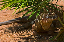 Jamaican Iguana (Cyclura collei) resting in shade, ~Jamaica, captive, Critically endangered - the rarest lizard of the world