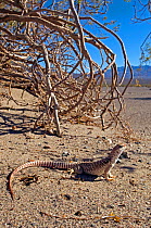 Desert Iguana (Dipsosaurus dorsalis dorsalis)~Death Valley National Park, California USA